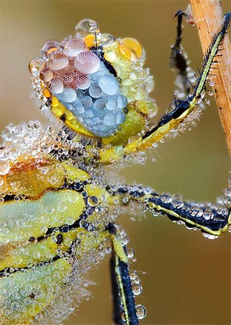 Macro Photography Ideas 30 Amazing Examples For Inspiration