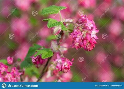 Red Flowering Currant Ribes Sanguineum Flowers Stock Photo Image Of
