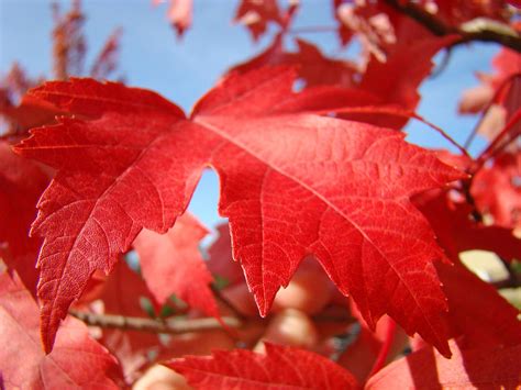 Red Autumn Leaves Fall Art Colorful Autumn Tree Baslee Troutman