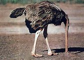 Image result for Pic of Ostrich with Head in Sand