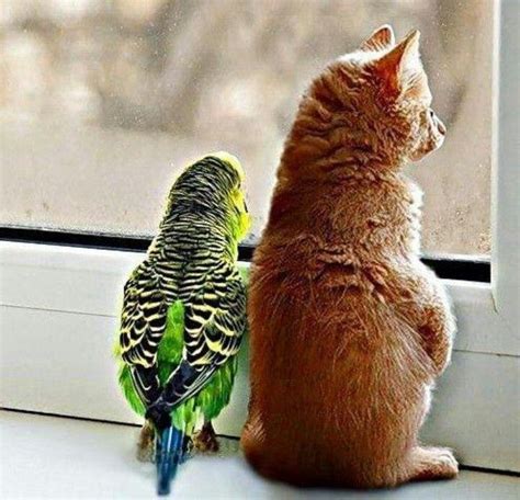 Bird And Catfriends Soft And Sweet Animals And Pets Baby Animals