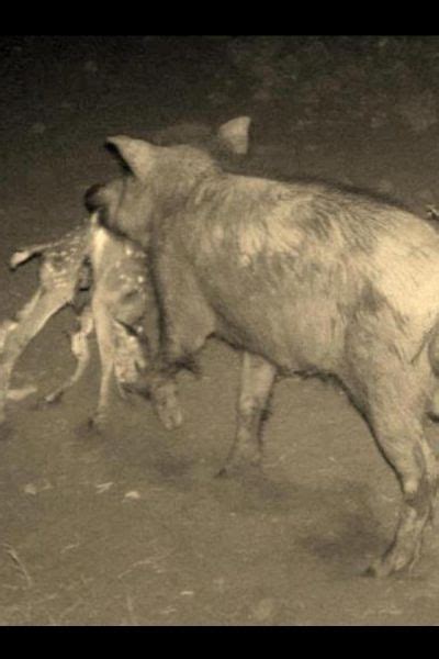 Hogs Eating Deer Invasive Predators Of The Environment