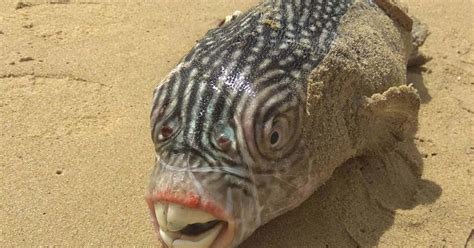 Crazy Looking Fish From The Deep Sea