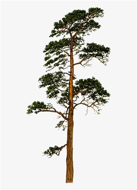 Scots Pine Png PNG Image | Transparent PNG Free Download ...