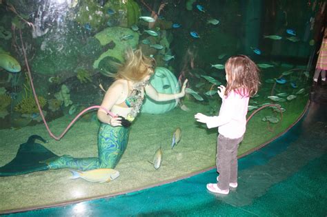 Free Kids Attraction In Vegas Mermaids Swimming And Stingray Feedings