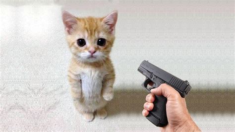 Kittens With Guns