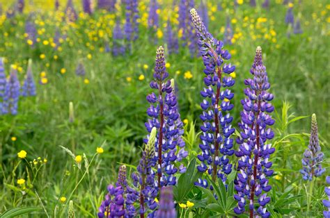 Grass is most definitely a flowering plant. Free picture: purple wild flowers, wild lupine flowers ...