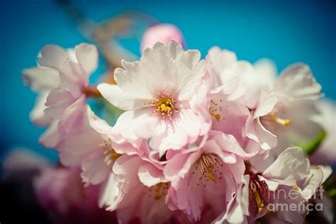 Sakura Blossoms Closeup Pink Cherry Artmiflv Photograph By Raimond Klavins