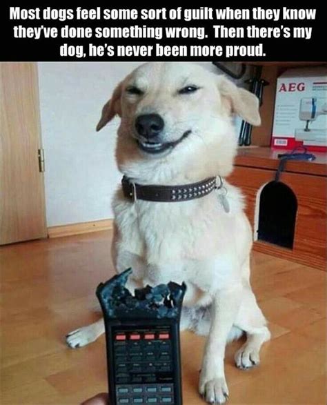 34 Best Images About Dog Humor On Pinterest