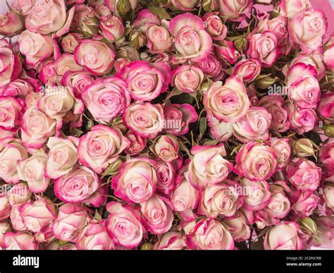 Small Pink Roses Bouquet Close Up Stock Photo Alamy