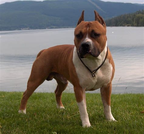 5 Surprising And Interesting Facts About Pit Bulls Inside Dogs World