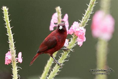 Red Myzomela Ebird In 2022 Bird Pictures Bird Pet Birds