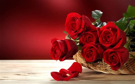 Fresh Red Roses Wallpaper Nature And Landscape Wallpaper Better