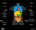 Innere Organe Diagramm - schematische Darstellung mit farbigen Organe ...
