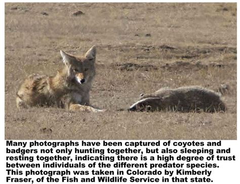 The Magical Bond Between The Badger And The Coyote