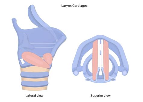 Intrinsic Muscles Of The Larynx Getbodysmart Intrinsic Muscle Brain Anatomy