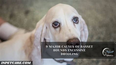 Do Basset Hounds Drool 11 Tips And Treatments To Control It