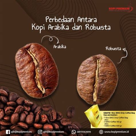 perbedaan kopi arabika  robusta biko kopi premium