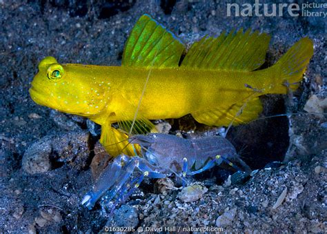 Nature Picture Library Yellow Prawn Goby Cryptocentrus Cinctus And