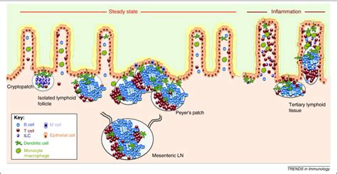 Lymphoid Microenvironments And Innate Lymphoid Cells In The Gut Trends