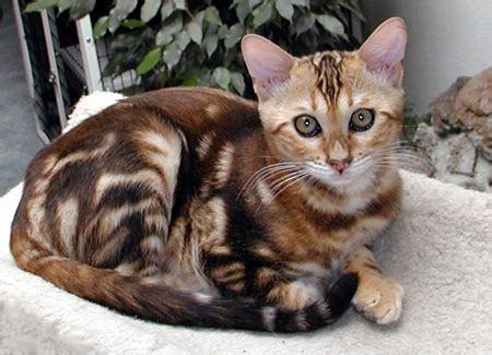The bengal cat is a unique domestic breed with a wild appearance. One!Life: