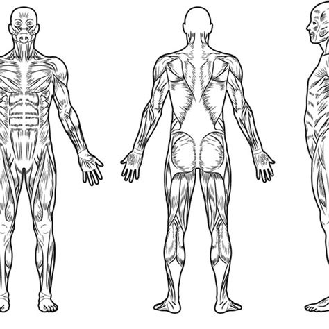 Full Body Muscle Diagram For Professional Massage Charting