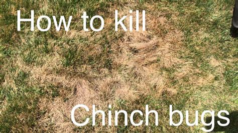 How To Kill Chinch Bugs And Sod Webworm Bifenthrin Youtube