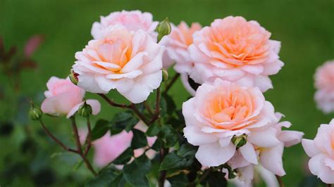 Rose Flowers Flower Roses Bokeh Landscape Nature