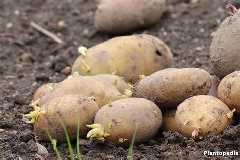 Nun können sie die kartoffeln ernten, indem sie die einzelnen knollen vorsichtig lösen. Kartoffeln ernten - Wann ist die beste Zeit zur ...
