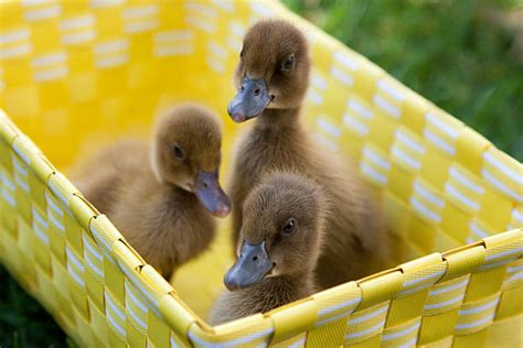 Ducklings Stock Photos Pictures And Royalty Free Images Istock