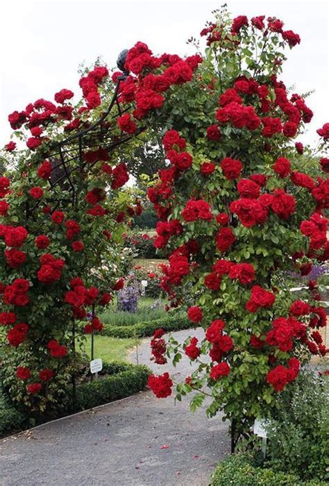 Arch Of Roses Beautiful Gardens Red Climbing Roses Climbing Roses