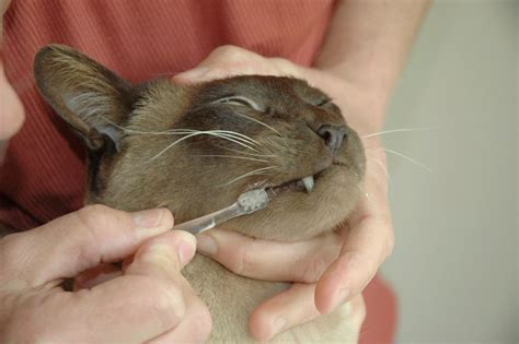 If your cat won't allow the brushing process to. How To Brush Your Cat's Teeth - Friends with Tales