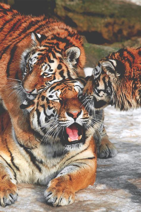 Tigers On Tumblr