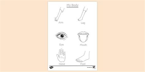 Free Parts Of The Body Colouring Colouring Sheets