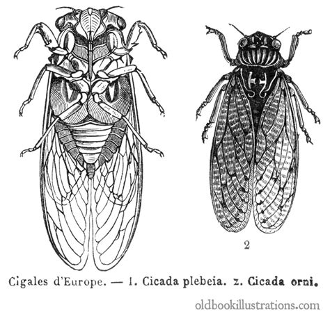 Cicadas—everything You Need To Know