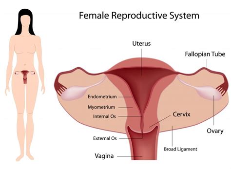 What Is An Abnormal Cervix With Pictures