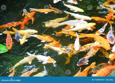 The Beautiful Koi Fish In Pond Stock Photo Image Of Feed Fancy