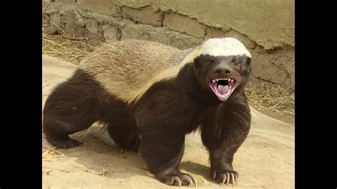 The Honey Badger And The Honey Guide