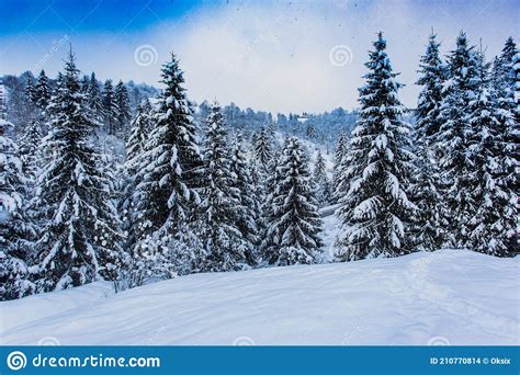 Snow Covered Pine Trees At The Mountains Stock Photo Image Of Wood