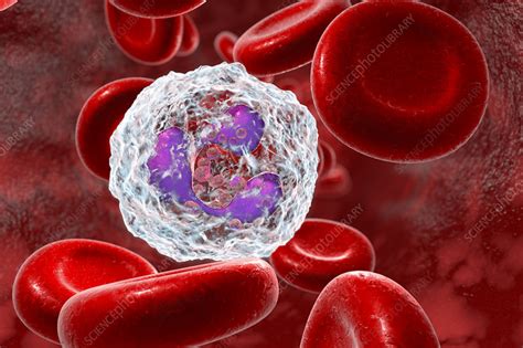 Neutrophil White Blood Cell Illustration Stock Image F0224299