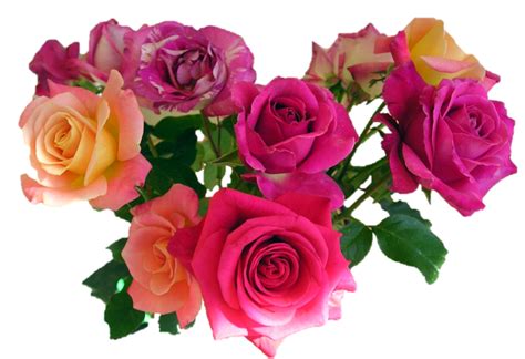 Pink Roses Flowers Bouquet Png Image Png Mart