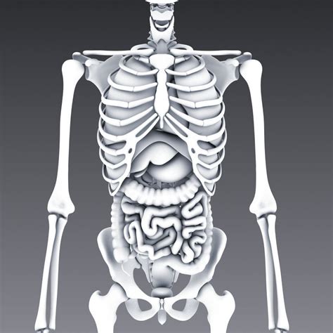 3d Model Human Anatomy Animated Skeleton And Internal