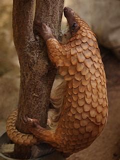 Es ist die letzte entwicklungsstufe von sandan. www.Zootierliste.de