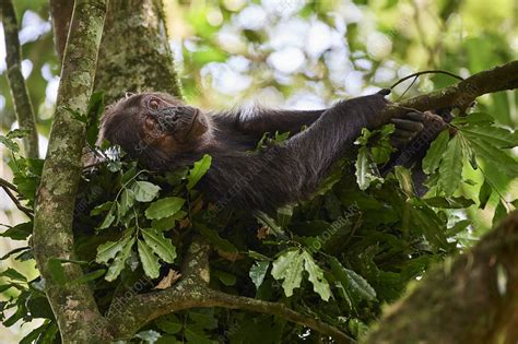 Chimpanzee Female Sleeping In A Nest Built In A Tree Stock Image