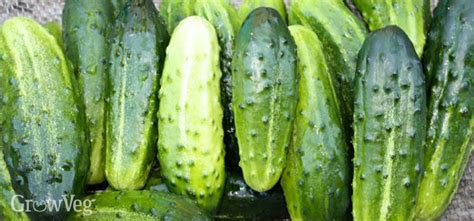 Choosing The Perfect Cucumber To Grow