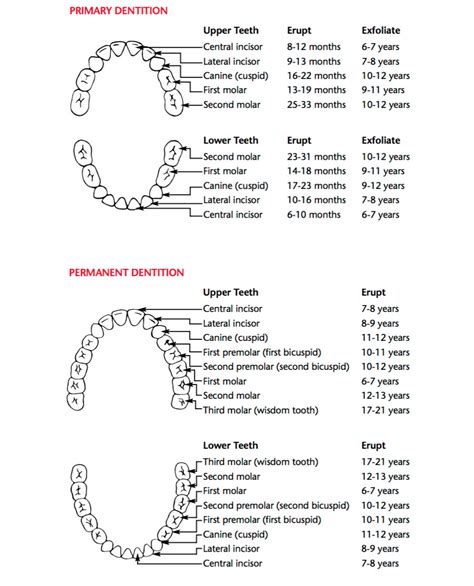 Teeth vary in size, shape and their location in the jaws. Appendices | Bright Futures Oral Health Pocket Guide