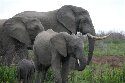South African Elephant