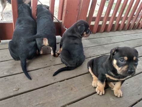 Browse cute pups for sale listed near you. Rottweiler Puppies For Sale | Spokane, WA #325196
