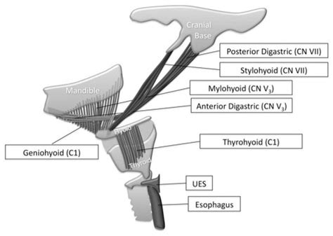 Illustrated Suprahyoid Muscles With Attachment Sites And Innervation