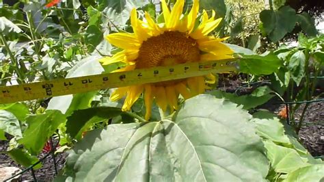 Sunspot Dwarf Gorgeous Sunflower Youtube